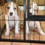 愛犬との幸せな出会い方　ブリーダー選びの重要ポイント