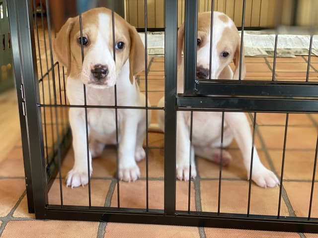 愛犬との幸せな出会い方　ブリーダー選びの重要ポイント