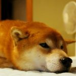 暑い夏の犬の運動不足解消法！室内でできる運動もご紹介。