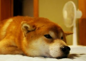 暑い夏の犬の運動不足解消法！室内でできる運動もご紹介。