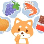 犬に与えてはいけない危険な食べ物と注意すべきポイント