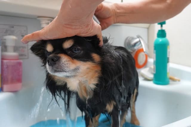 愛犬が風呂を嫌がる理由と簡単な対処法　入浴を楽しませる秘訣とは？