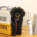 犬と一緒に災害に備える！避難時に必要なアイテムと準備のポイント