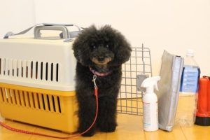 犬と一緒に災害に備える！避難時に必要なアイテムと準備のポイント