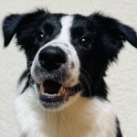 ボーダーコリーの噛み癖にお悩みの方へ　プロが教える効果的な直し方