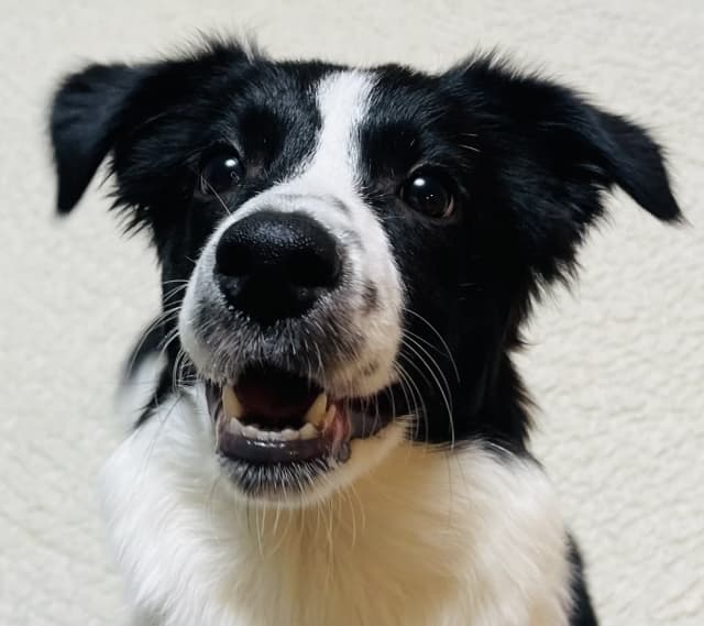 ボーダーコリーの噛み癖にお悩みの方へ　プロが教える効果的な直し方