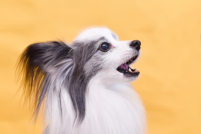 犬の無駄吠え対策　来客時に静かにさせるトレーニング法を徹底解説