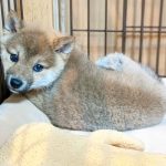 子犬の遊び時間はどれくらい？初心者必見のケージ外の適切な過ごし方