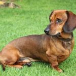 ミニチュアダックスフントの特徴・性格を徹底解説